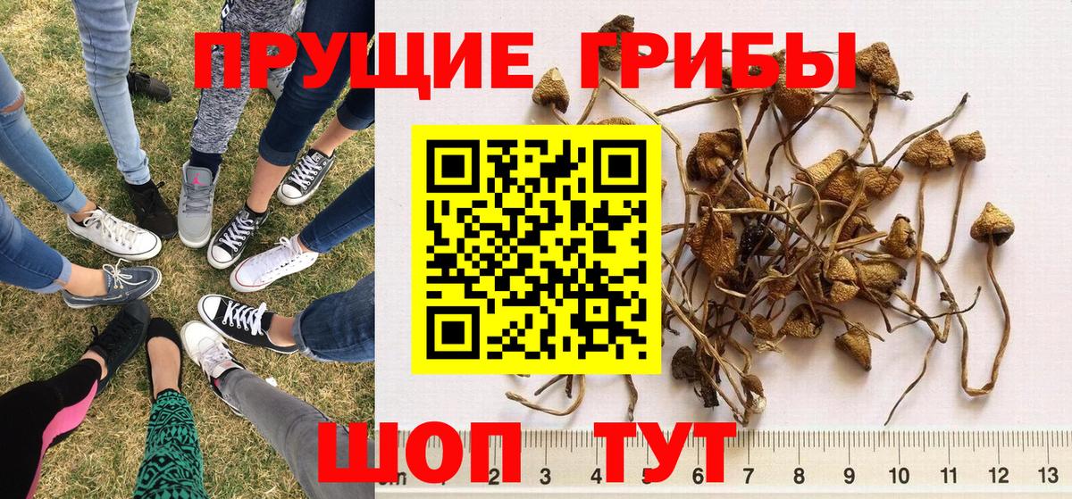 Волжск  Псилоцибиновые грибы прущие грибы  даркнет сайт  Вход с VPN 